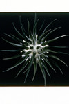 Sondes (dÃ©tail)