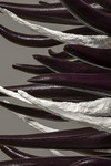BriarÃ©e (dÃ©tail)