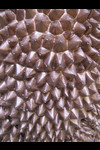 Le cuirassÃ© de Spire (dÃ©tail)